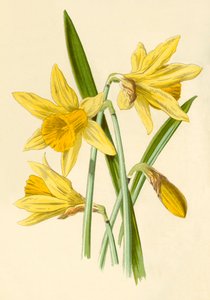 Żonkil, 1877.