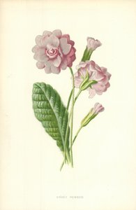 Podwójny Pierwiosnek autorstwa Frederick Edward Hulme