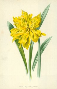 Żonkil z podwójną trąbką autorstwa Frederick Edward Hulme