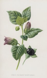 Dwale lub Deadly Nightshade (chromolitho) autorstwa Frederick Edward Hulme