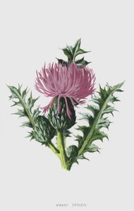 Oset karłowaty (chromolitho) autorstwa Frederick Edward Hulme