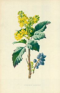 Evergreen Barberrypoli autorstwa Frederick Edward Hulme