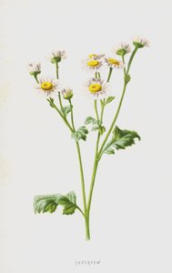 Feverfew (chromolitho) autorstwa Frederick Edward Hulme