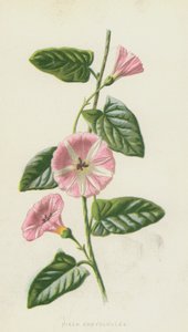 Powój polowy (chromolitho) autorstwa Frederick Edward Hulme