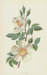 Róża polna (chromolitho) autorstwa Frederick Edward Hulme