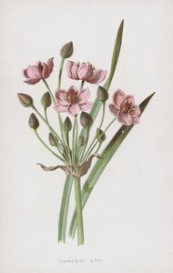 Kwitnąca Rush (chromolitho) autorstwa Frederick Edward Hulme