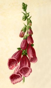 Naparstnica, 1877. autorstwa Frederick Edward Hulme