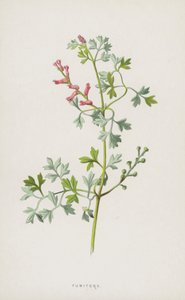 Fumitory (chromolitho) autorstwa Frederick Edward Hulme