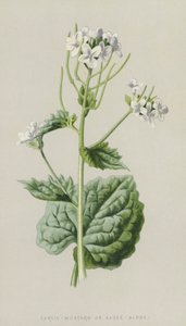 Czosnek-Musztarda lub Sam Sos (chromolitho) autorstwa Frederick Edward Hulme