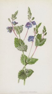 Germander Speedwell (chromolitho) autorstwa Frederick Edward Hulme