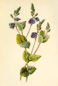 Germander Speedwell, 1877. autorstwa Frederick Edward Hulme