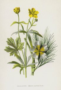 Złotowłosa, Jaskier Wodny (chromolitho) autorstwa Frederick Edward Hulme