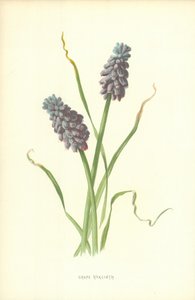 Winogronowy Hiacynt autorstwa Frederick Edward Hulme
