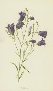 Dzwonek (chromolitho) autorstwa Frederick Edward Hulme