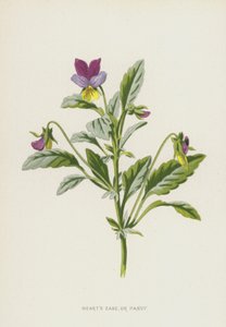 Serca Łatwość lub Pansy (chromolitho) autorstwa Frederick Edward Hulme