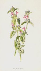 Żywopłot Calamint (chromolitho) autorstwa Frederick Edward Hulme