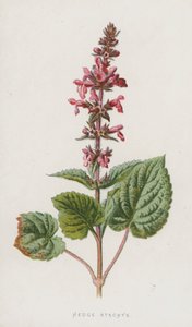 Hedge Stachys (chromolitho) autorstwa Frederick Edward Hulme