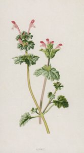 Henbit (chromolitho) autorstwa Frederick Edward Hulme