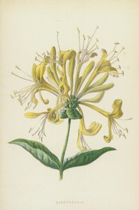 Wiciokrzew (chromolitho) autorstwa Frederick Edward Hulme