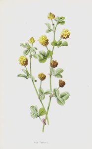 Chmiel koniczyny (chromolitho) autorstwa Frederick Edward Hulme