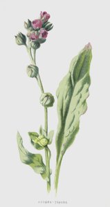 Język gończy (chromolitho) autorstwa Frederick Edward Hulme
