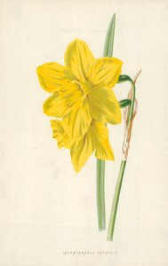 Niezrównany żonkil autorstwa Frederick Edward Hulme
