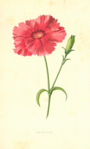 Indyjski Różowy autorstwa Frederick Edward Hulme