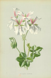 Pelargonia bluszczolistna autorstwa Frederick Edward Hulme