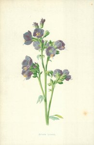 drabina Jakuba autorstwa Frederick Edward Hulme