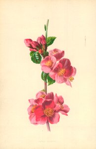 Pigwa japońska autorstwa Frederick Edward Hulme