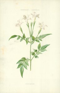Jaśmin autorstwa Frederick Edward Hulme