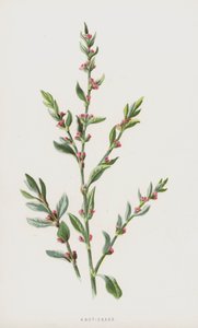 Knot-Trawa (chromolitho) autorstwa Frederick Edward Hulme
