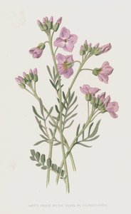 Ladys Smock, Gorzka Rzeżucha lub Cuckooflower (chromolitho)