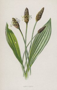 Język jagnięcy (chromolitho) autorstwa Frederick Edward Hulme
