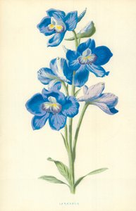 Ostróżka