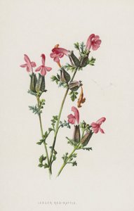 Mała czerwona grzechotka (chromolitho) autorstwa Frederick Edward Hulme