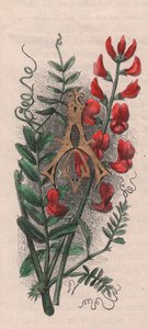 Litera A, litera kropkowana, akwarela, cm 10x5, autor: Frederick Edward Hulme (1841-1909) z albumu Znajomy kwiat ogrodowy, ok. 1880 r. autorstwa Frederick Edward Hulme