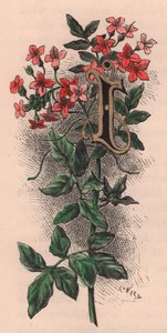 Litera I, litera kropkowana, akwarela, cm 10x5, autor: Frederick Edward Hulme (1841-1909) z albumu Znajomy kwiat ogrodowy, ok. 1880 r. autorstwa Frederick Edward Hulme
