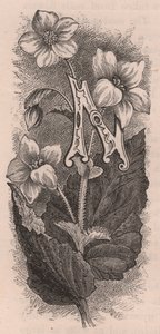 Litera N, litera typu drop cap, rycina, cm 10x5, autor: Frederick Edward Hulme (1841-1909) z albumu Znajomy kwiat ogrodowy, ok. 1880 r. autorstwa Frederick Edward Hulme