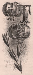Litera T, litera typu drop cap, rycina, cm 10x5, autor: Frederick Edward Hulme (1841-1909) z albumu Znajomy kwiat ogrodowy, ok. 1880 r. autorstwa Frederick Edward Hulme