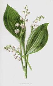 Konwalia (chromolitho) autorstwa Frederick Edward Hulme