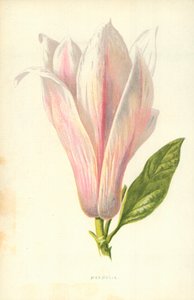 Magnolia autorstwa Frederick Edward Hulme