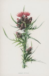 Oset błotny (chromolitho) autorstwa Frederick Edward Hulme