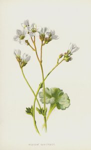 Skalnica łąkowa (chromolitho) autorstwa Frederick Edward Hulme