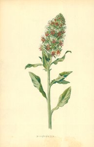 Mignonette autorstwa Frederick Edward Hulme