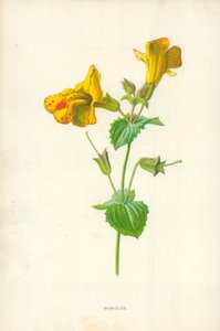 Mimulus autorstwa Frederick Edward Hulme