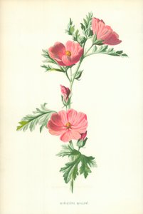 Malwa miniaturowa autorstwa Frederick Edward Hulme