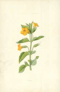 Piżmo autorstwa Frederick Edward Hulme