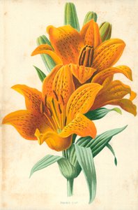 Pomarańczowa Lilia autorstwa Frederick Edward Hulme