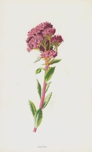 Orpine (chromolitho) autorstwa Frederick Edward Hulme